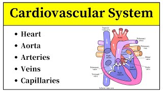 Cardiac System Anatomy And Physiology In Hindi  Cardiovascular System In Urdu  Cardiac Cycle [upl. by Dionne]