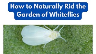 How to Naturally Rid the Garden of Whitefly [upl. by Nareht828]