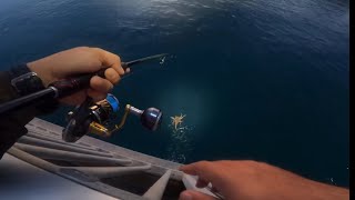 Huge Octopus Under Darwin Nightcliff Jetty 😱 [upl. by Audley918]