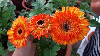 How to Grow and Care Gerbera Plant  Care of Gerbera Plant [upl. by Sivad]