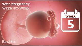 5 Weeks Pregnant  Natural Pregnancy WeekByWeek [upl. by Lalaj]