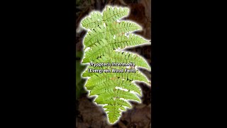 Dryopteris intermedia Evergreen Wood Fern Shorts [upl. by Mckay]