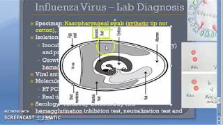 Microbiology 476 e Influenza virus H1N1 Lab Diagnosis RTPCR HAI FLU Heme Agglutination Inhibition [upl. by Noteloc812]