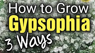 How to Grow Gypsophila from Seed  Babys Breath  3 Ways to Grow [upl. by Barling169]