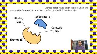 Chapter 2  First Year Biology  Enzymes Part 2  structure of enzyme  Sindh Text Board [upl. by Joanie996]