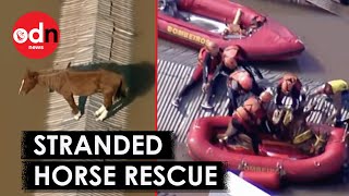 Brazil Floods Dramatic Rescue of Horse Stranded on Rooftop For Days [upl. by Cirdnek30]