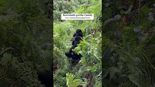 Mountain gorilla trekkingKarisimbi gorilla family Trekking gorillas in volcanoes national park [upl. by Takeshi]