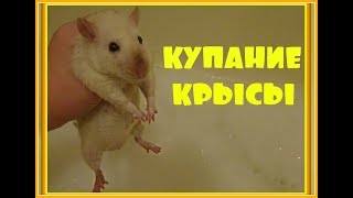 КУПАНИЕ КРЫС Можно ли купать крыс Как купать крысу Домашние крысы ДЕКОРАТИВНАЯ КРЫСА СИАМСКАЯ КРЫСА [upl. by Jem]