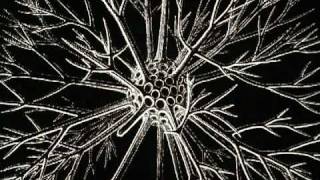 Ernst Haeckel  3000 Radiolarian Species [upl. by Kizzee552]