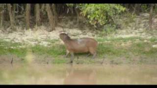 carpincho capibara capivara [upl. by Trager]