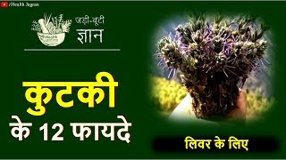 कुटकी के फायदे  PICRORHIZA KURROA BENEFITS FOR LIVER CIRRHOSIS HEPATITIS C TREATMENT IN HINDI [upl. by Randolph117]