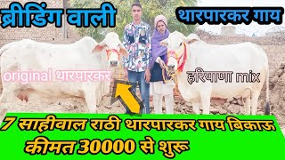 top class super quality original breed Sahiwal tharparkar rathi cow for sale Dasi cow dairy farm [upl. by Eiznekcam]