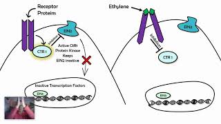 Signal Transduction Pathways Examples AP biology 43 [upl. by Lehcem]