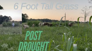 EP 65  Regenerative Farming  6 Foot TALL GRASS  Post Drought [upl. by Manwell260]