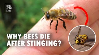 Why Do Bees Die After Stinging [upl. by Maurili]