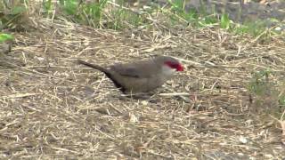 【ハワイの野鳥】 オナガカエデチョウ Common Waxbill [upl. by Beata]