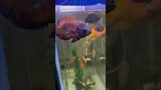 Oscar fish le li monster tank ke liye tiger oscar fire oscar shortvideo fish shorts viralshort [upl. by Htebyram]