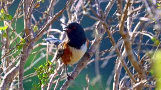 Bird Sounds Spotted Towhee Call [upl. by Llaccm]