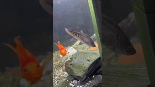 Clown knife fish and a blood parrot cichlid🤡🩸 aquarium clownfish shorts [upl. by Arimay]