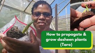 How to propagate amp grow dasheen plants Taro [upl. by Oiramaj]