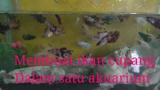 Menyatukan ikan cupang dalam satu akuarium [upl. by Jena215]