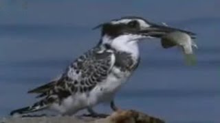 Pied Kingfisher Catching Fish in Split Second  BBC Studios [upl. by Torin]