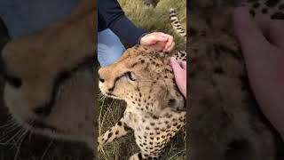 El Asombroso Sonido del Guepardo Ronroneo en la Naturaleza 🌿🎶amorgatuno felinos animales [upl. by Inaluahek521]