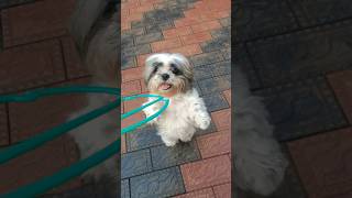 Shih Tzu playingShitzhu dogplaying dog dogplayingvideo funnydog playingdog playingwithshihtzu [upl. by Agnew638]