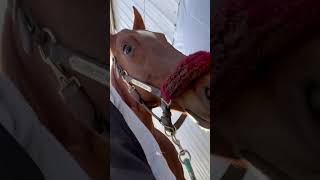 this is from wednesday i got to lazy to edit it until today😭 saddlebred equestrian barnvlog [upl. by Wengert]