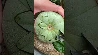 Muskmelon cutting shortgarden fruit kharbuja muskmelon youtube [upl. by Sosthenna]