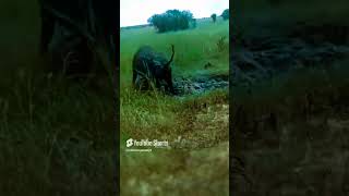 ¡Impactante El León se Rinde ¿Por Qué Huyó del Búfalo 🦁🏃‍♂️💨😱animales shorts vidasalvaje [upl. by Flin]