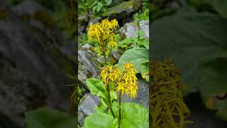 Valley Of Flowers Ligularia Fischeri flowers Close up Shot valleyofflowerstrek uttarakhand [upl. by Osana]