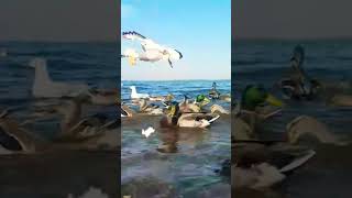 MALLARD DUCKS🦆GULLS🕊LOUGH NEAGH IRELAND🧜‍♂️ [upl. by Howlan939]