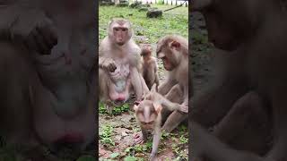 LEXI with JENNIFER very happy😘💐Ue2 monkeys viral animals shortsvideo monkeyvideo babymonkey [upl. by Urana]