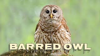 Barred owl sounds barred owl hooting [upl. by Sievert579]