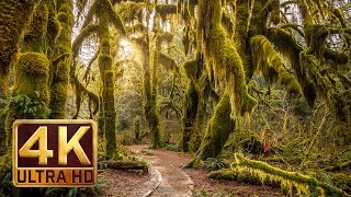 Hoh Rain Forest  4K Nature Relaxation Film [upl. by Negah152]