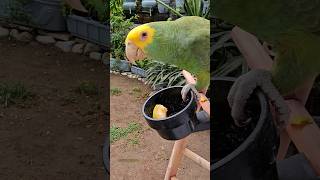 Soy Muy Responsable 😉 Loro Que Habla Loro Cabeza Amarilla Shorts parrot animals loro humor [upl. by Younger]