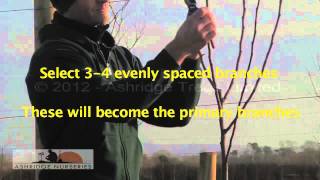 9  Pruning a 2 year old fruit tree for a half standard sized adult tree [upl. by Efron]