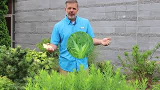 Bluestar amsonia Amsonia tabernaemontana  Plant Identification [upl. by Ociram]