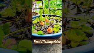 Mini Pond Making Video For Balcony Garden gardening balconygarden [upl. by Shanks736]