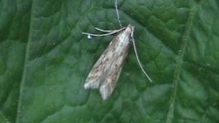 Tineid Moth Tineidae on Leaf [upl. by Dehlia857]