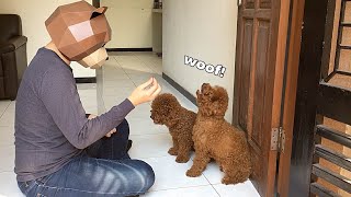 Red toy poodle barking on command [upl. by Bianca]