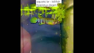 Aquatic BR  killifish Epiplatys Dageti [upl. by Cocke]