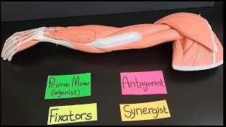 Functions of Agonists Prime movers Antagonists Fixators and Synergists [upl. by Scevor]