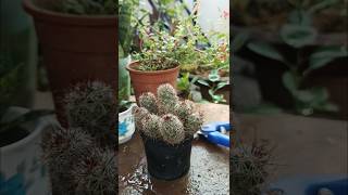 Propating Mammilaria Elongata a variety of succulent cactus beautiful terrace garden [upl. by Swor]