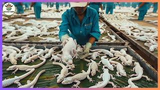 How can Chinese people make 600000 a year from geckos   China Gecko Farm  Farming Documentary [upl. by Ainak]