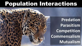 Population Interaction Predation Competition Parasitism Commensalism mutualism [upl. by Aticilef]