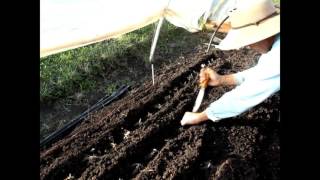 Planting presprouted Ranunculus Corms [upl. by Pearle]