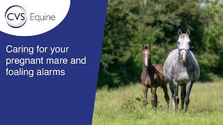 Caring for your Pregnant Mare amp Foaling Alarms [upl. by Nort]