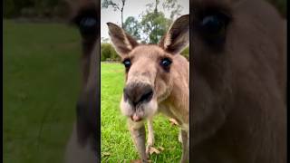 Big Kangaroo Enjoys a Hearty Breakfast 🦘🥣 WildlifeWatching AussieAnimals [upl. by Quiteri]